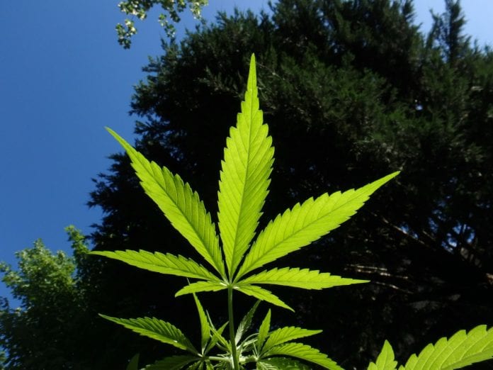 Hoja marihuana