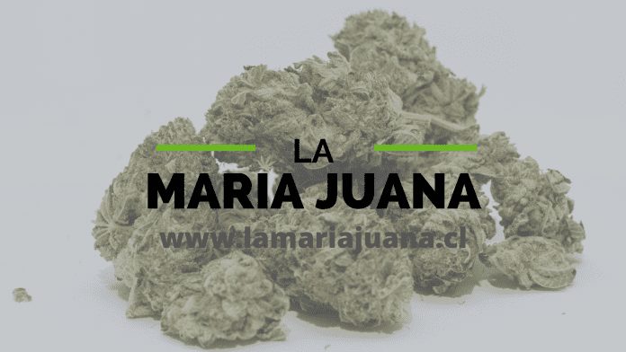 www.lamariajuana.cl