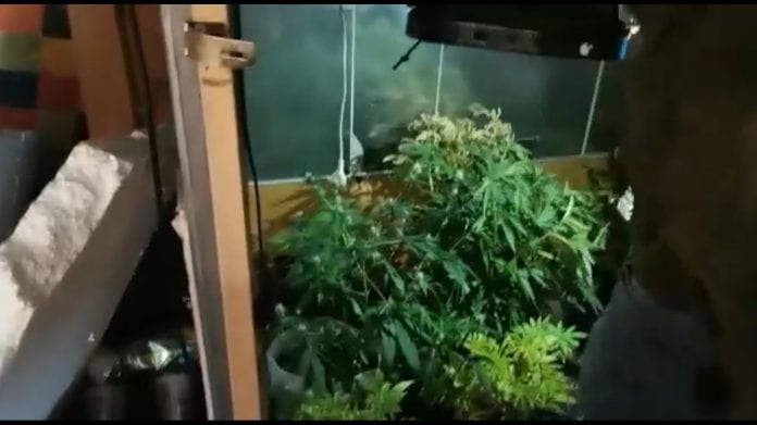 dichato-marihuana
