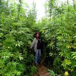 large-outdoor-sativa-plant-heaven