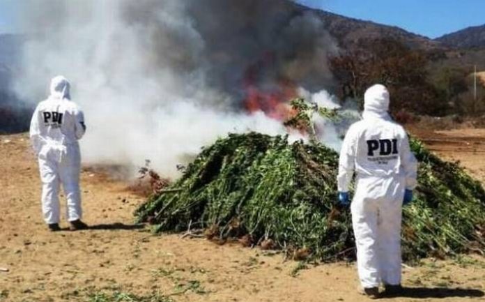 pdi-zapallar quemando marihuana pdi