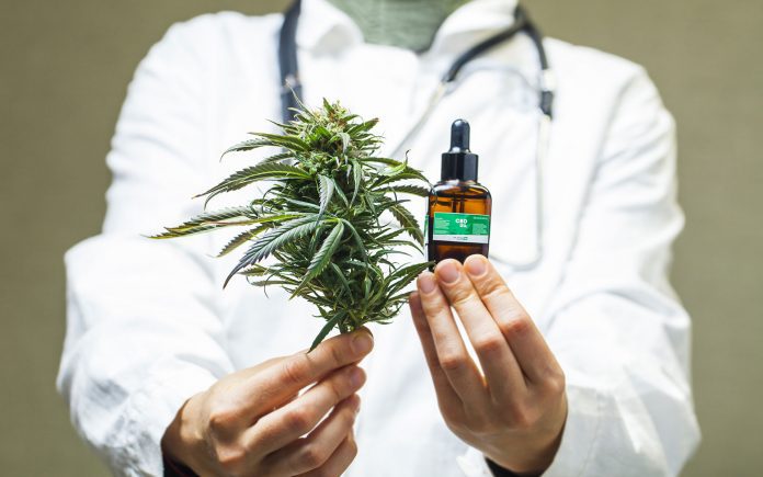 doctor hand hold and offer to patient medical marijuana and oil.