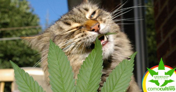 gato-marihuana
