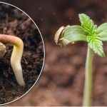 germinacion-cannabis