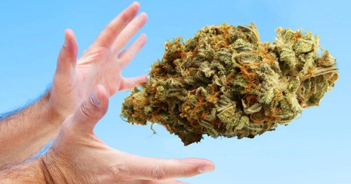 nfl-marihuana