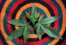 Más de 200,000 arrestos por marihuana en EEUU en 2023 demuestran la hipocresía de la “guerra contra las drogas”