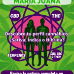Descubre tu perfil cannábico: ¿Sativa, Índica o Híbrida?