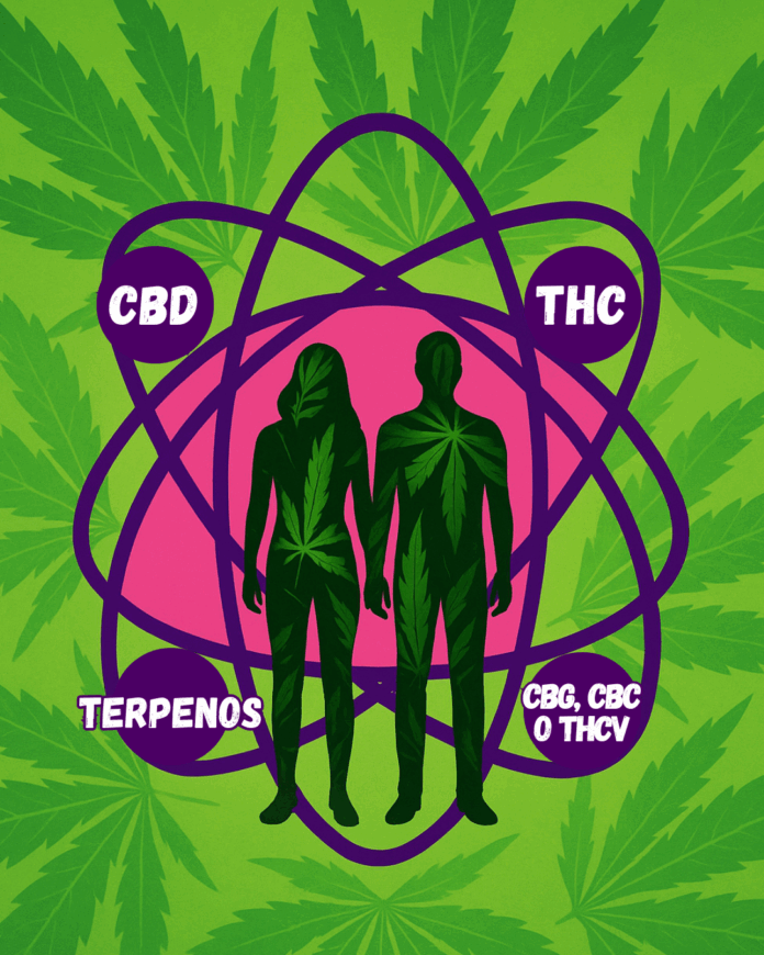 efecto séquito. Descubre tu perfil cannábico: ¿Sativa, Índica o Híbrida? Más allá de la etiqueta: los efectos reales de los terpenos y cannabinoides